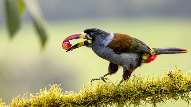 中国の科学者が解明　鳥が酸っぱい味を平気で食べられる理由