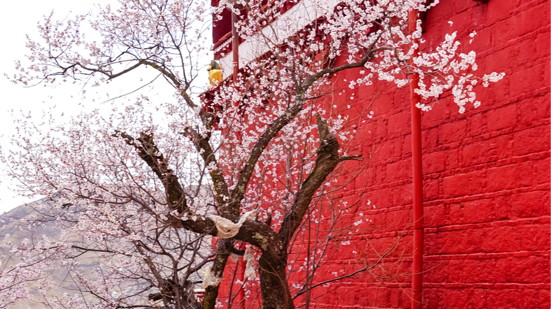 ラサのパボンカ寺院を彩る桃の花　シーザンの春を写す絶景