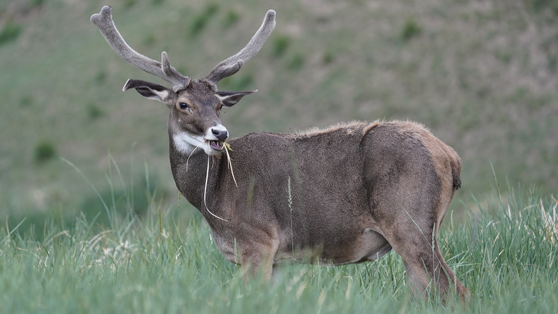 Qinghai-Xizang高原のシカ類　腸内細菌が担う適応の鍵