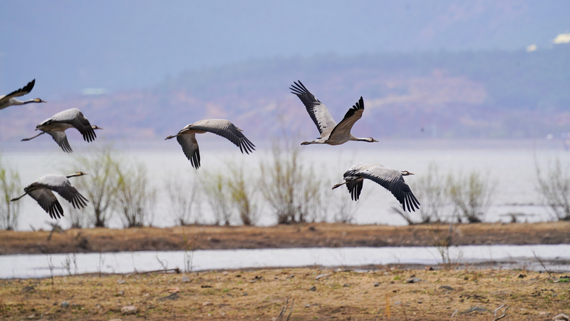 雲南・ラシハイ湿地保護区　10万羽超の渡り鳥が集う冬の楽園