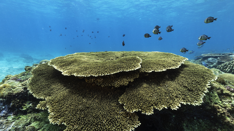 海南島沖の海洋生態系は良好　水質は中国トップレベル維持