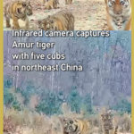 中国東北部でアムールトラ母子6頭を撮影、子ども5頭の“大家族”が話題に video poster