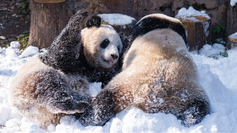 中国・重慶動物園でパンダが雪あそび　冬でも元気な姿が話題に