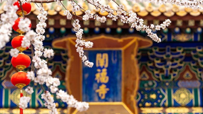 北京・北海公園で桃の花が満開　歴史的建築と灯籠が彩る春景色