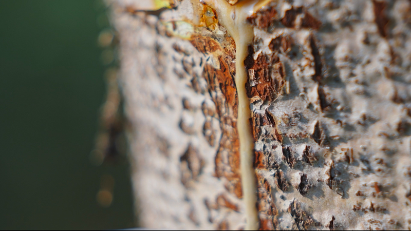 漆の採取：漆器アートを生む「最初の一手」 video poster