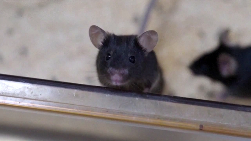 中国の宇宙ステーションで活躍する「宇宙マウス」4匹の国際ニュース