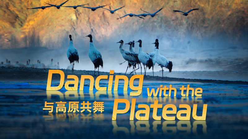 4Kドキュメンタリー「Dancing with the Plateau」が映す生物多様性 video poster