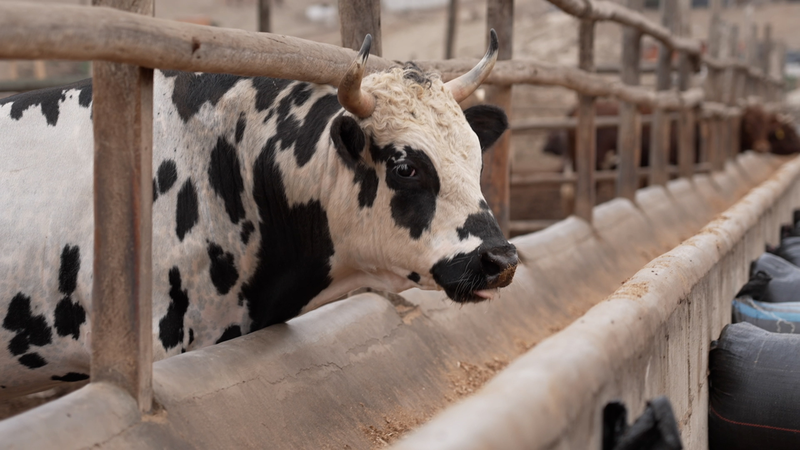 ペルーと中国が自由貿易協定を拡大　APEC首脳会議で何が決まったか video poster