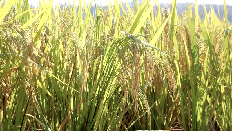 中国の秋の穀物収穫が本格化　6割超完了し東北中心に豊作見通し video poster