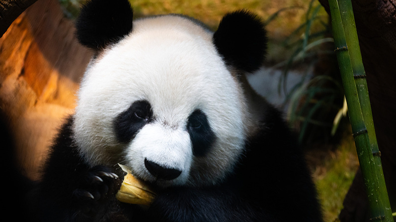 香港オーシャンパークに新パンダ　アンアンとケケが一般公開デビュー