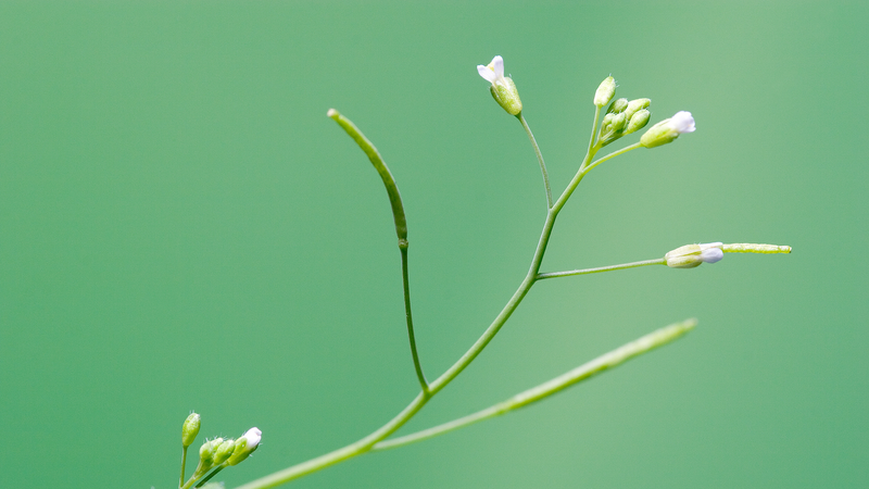 中国研究者がPlantGPTを開発　植物機能ゲノム研究向け専門AIが登場