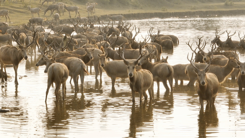 中国・江蘇省の湿地を守るレンジャーとミルー鹿のいま video poster