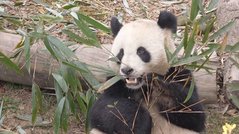 ジャイアントパンダ「フアンフアン」と「ユアンジー」、13年ぶり成都へ帰還　中仏友好の象徴 video poster