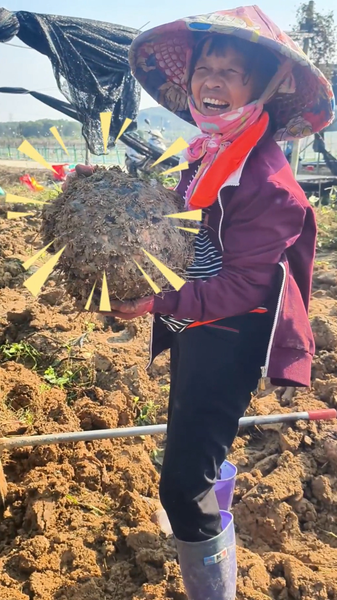 海南・屯昌のコンニャク畑、収穫のリズムが生む働く風景 video poster