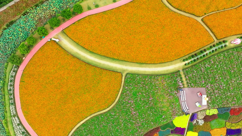 中国江蘇省・オランダフラワーパーク　チューリップの花の海を歩く video poster