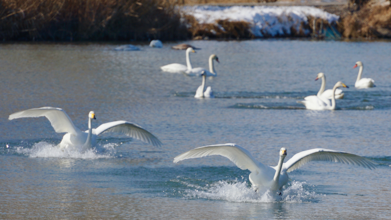 新疆の白鳥泉湿地に記録的な白鳥　冬でも凍らない水辺が渡り鳥を引き寄せる