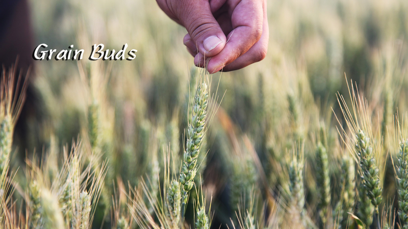 二十四節気「小満」とは？2025年の夏を告げた「小さな満ち足り」の知恵