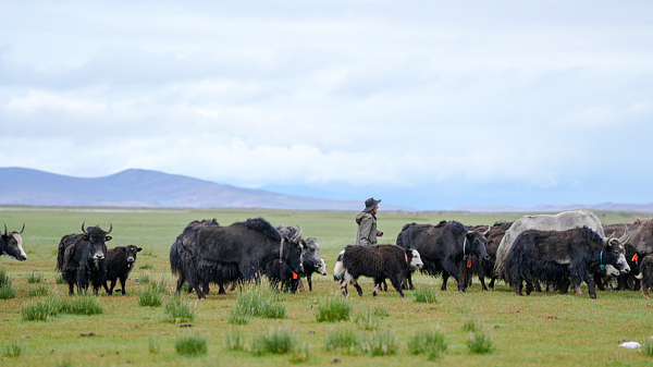 中国・シズアン高原産業が好調　ヤク肉と青稞酒がけん引