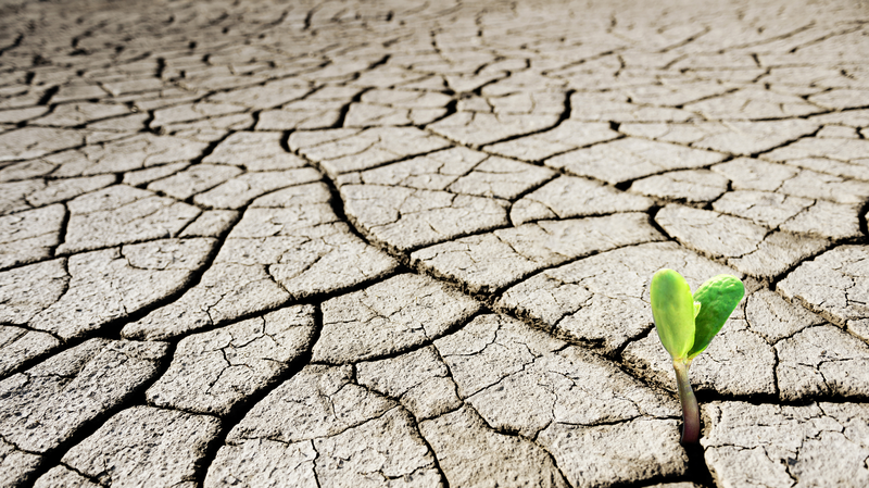 COP16国連報告書 世界の陸地4割が恒常的な乾燥化