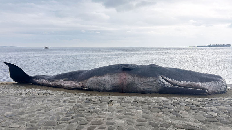 COP29で気候資金合意へ正念場　先進国と途上国の溝、締め切り前に埋まるか