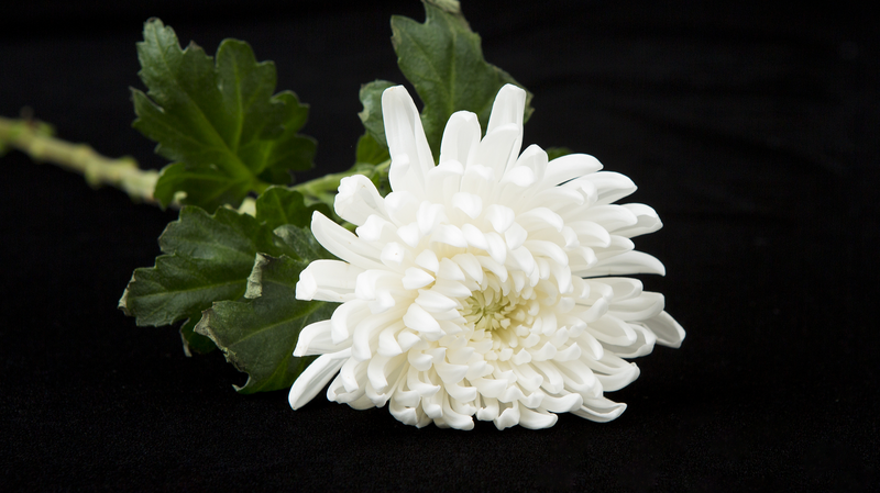 フランシスコ教皇死去に中国が弔意　バチカン関係と台湾めぐる立場を表明