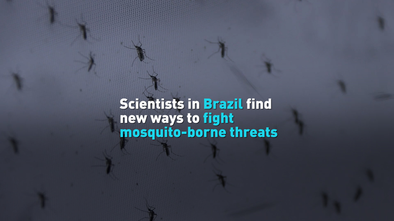 WHOが警告する蚊媒介感染症の新たな波　ブラジル発の対策とは video poster