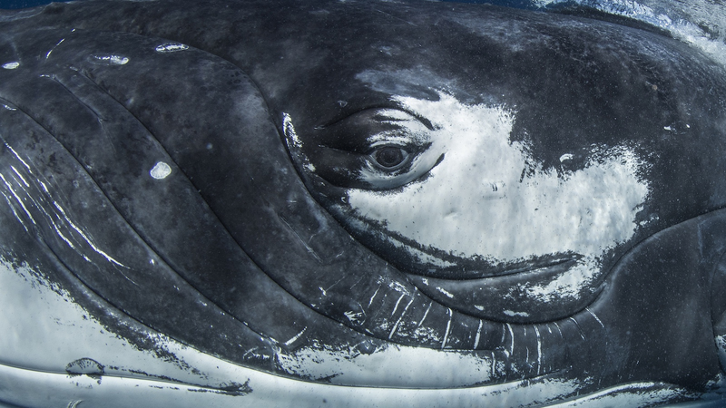 クジラの歌と人間の言語に共通構造　国際研究が示す意外なつながり