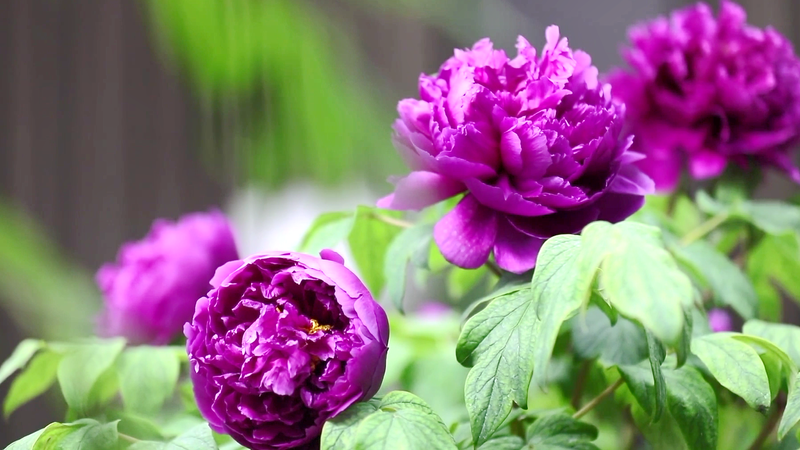 中国・菏沢で2025牡丹国際フォーラム開幕　花がつなぐ文化外交 video poster