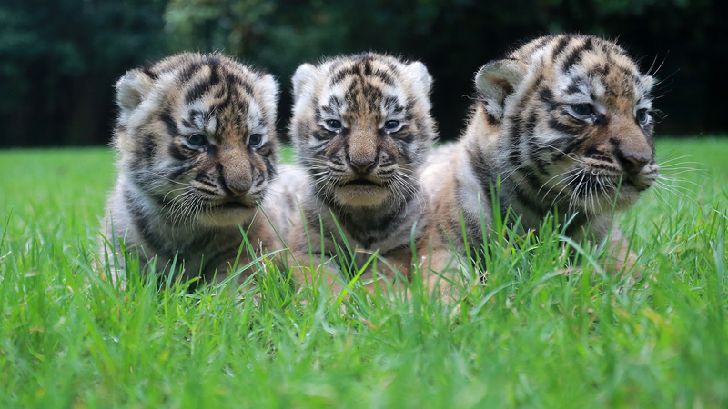 国際トラの日と世界の保護イニシアチブ：トラを守る国際ニュース