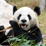 中国本土・四川省で「綿陽中国ジャイアントパンダガーデン」開園、20頭が新生活へ