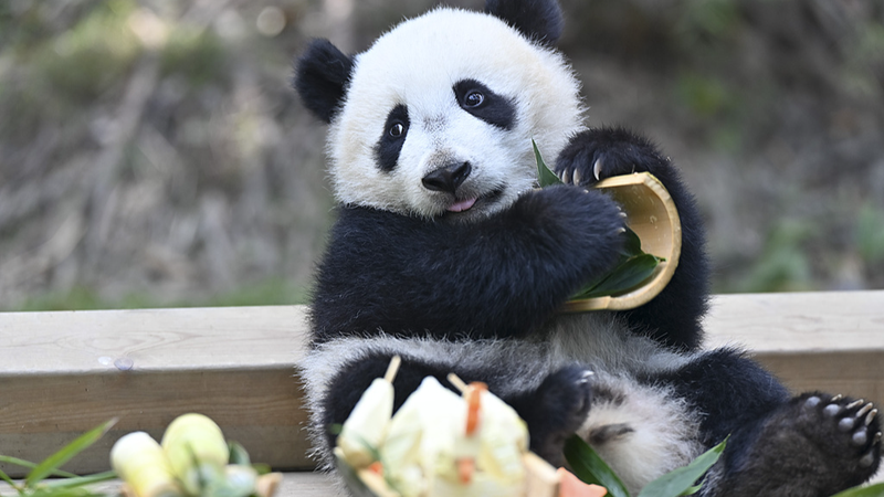 広州のパンダ赤ちゃん「メイジュ」公開　新パンダセンターで没入型体験