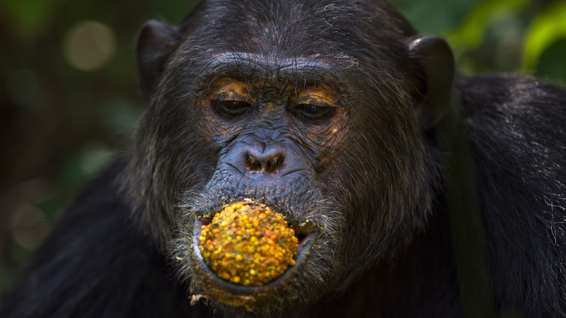 野生チンパンジーは毎日一杯分のアルコール 進化とお酒の意外な関係
