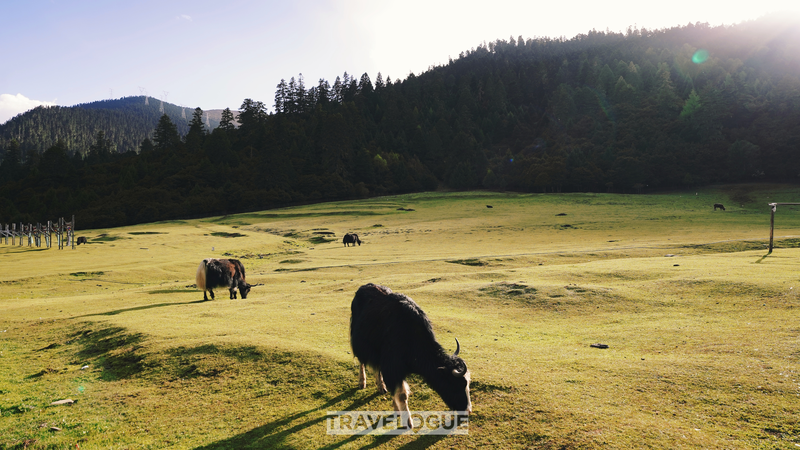 シザン・ルランの農村振興　家畜と共生する「Happiness of Nyingchi」の姿