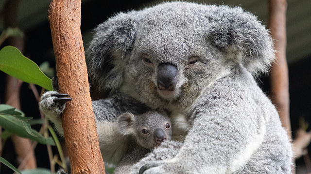 中国人向け豪・ニュージーランド周遊が簡単に　ビザ免除で観光活性化へ