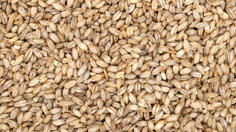 中国の宇宙高原オオムギ、宇宙育種がひらく新たな農業の可能性