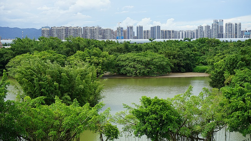 広東省 小鳥天堂 一本のガジュマルが生んだ鳥の楽園 video poster