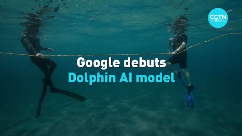 Googleの新AI「DolphinGemma」がイルカとの対話に挑戦 video poster