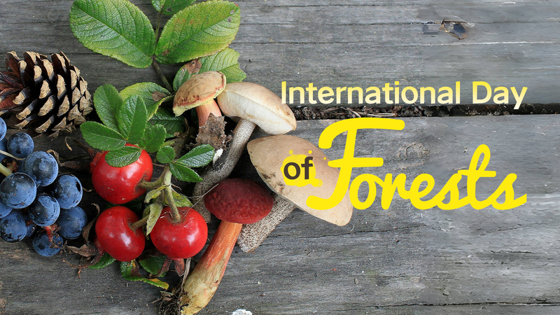 森林は食と水の守り手　見えないインフラとしての役割とは