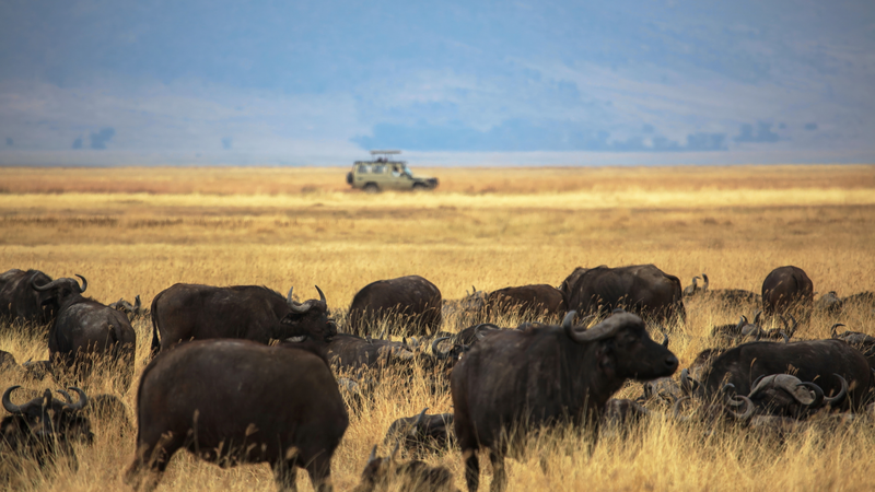 中国とタンザニアが「ンゴロンゴロ・レンガイ地質公園」を開所　観光と研究の新拠点に