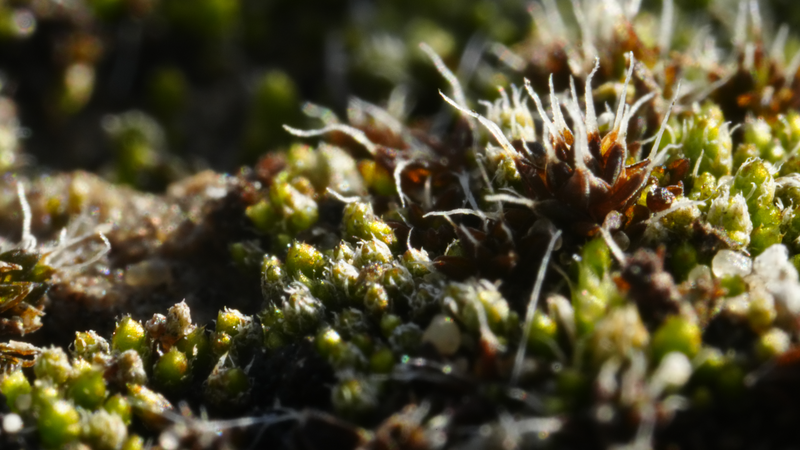 中国・グルバントンギュト砂漠を守る生物土壌クラストとは