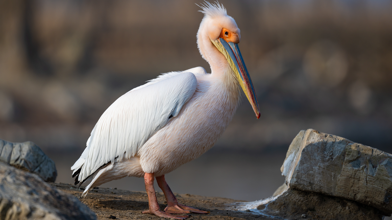 中国が鳥類保護の3カ年全国キャンペーンへ　国際ニュース解説