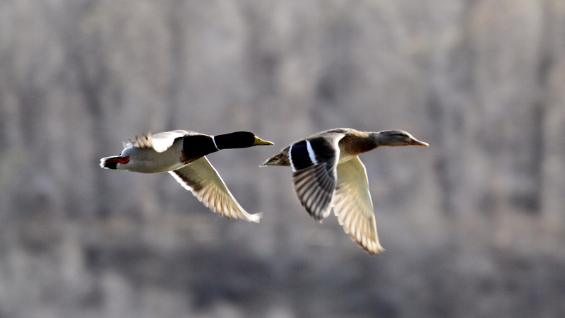 春を告げる渡り鳥と中国の湿地 CGTNライブ配信を読み解く video poster