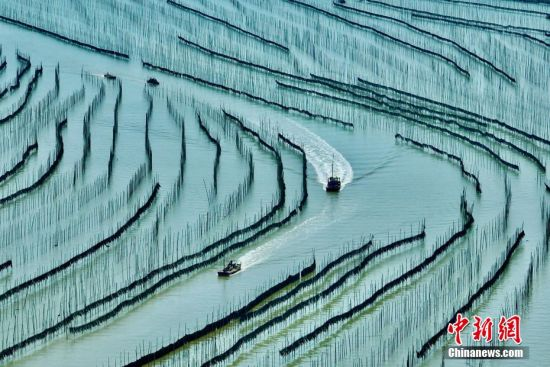 福建省霞浦の「海の庭園」35万ムー　コンブ産業が地域を潤す