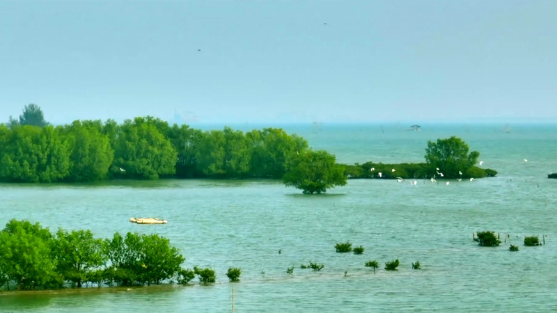 中国・湛江のマングローブ　嵐から海辺を守る緑の要塞