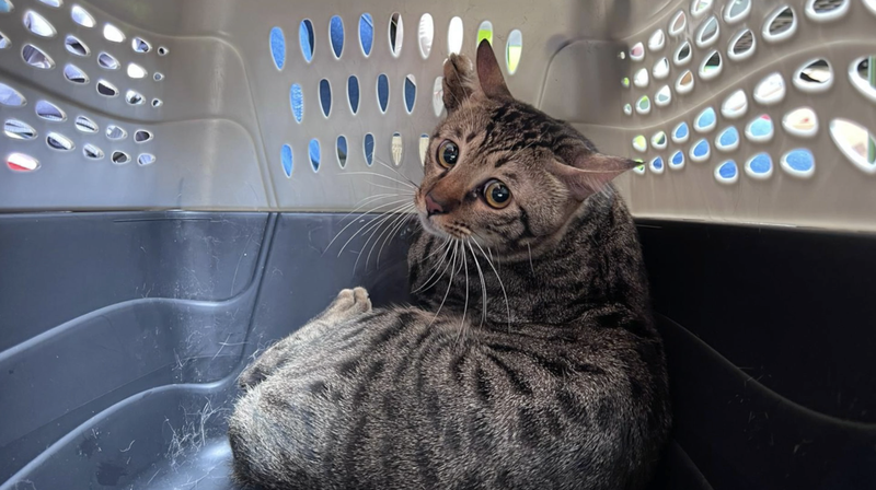 香港・Wang Fuk Court火災　家族としてのペットを救え video poster