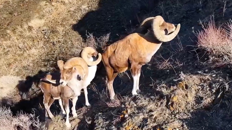 新疆の断崖を駆ける野生ヒツジとヤギ　バルリク山地で撮影 video poster