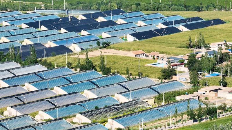 砂漠が「黄金のオアシス」に 中国・ミンニン鎮の緑の貧困脱却モデル