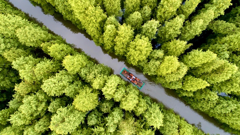 中国の植樹節：3月12日に育てる「緑の希望」とは