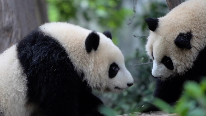 成都World Games参加者を魅了するパンダたち　競技の合間に癒やしの時間 video poster