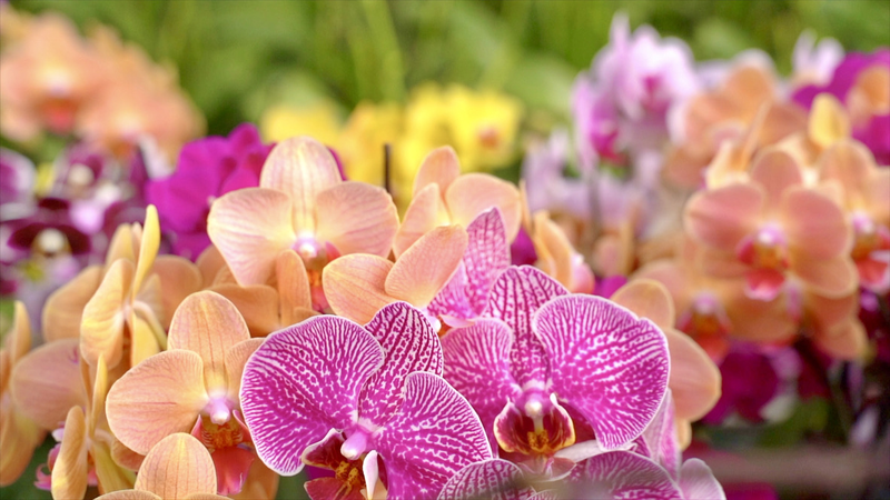 胡蝶蘭ブームが中国農村を後押し　山西省・大同市郊外で新たな成長エンジン video poster